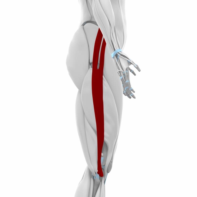 Zobrazení přetěžovaného svalu při Iliotibiálním syndromu.