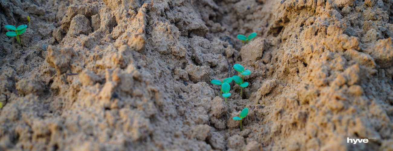 Pěstování guarové gumy na poli v Pákistánu.